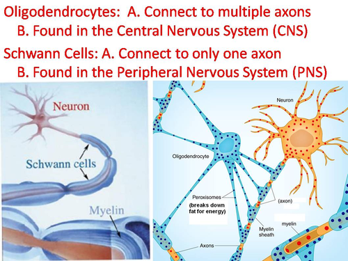 Nerve Structure and Function PowerPoint