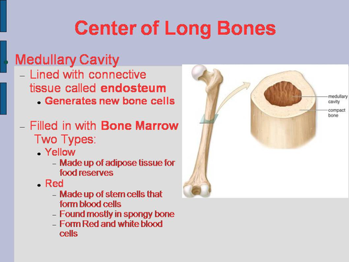 Bones PowerPoint: Structure, Composition, and Bone Growth | Teaching  Resources