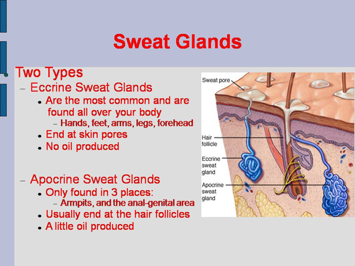 Skin Appendages PowerPoint: Glands, Receptors, Nails, & Hair