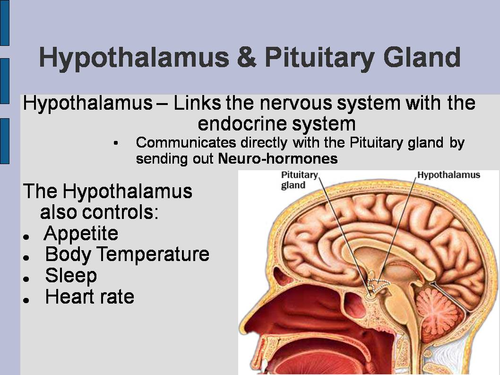Pituitary Gland PowerPoint: Hormones & Diseases