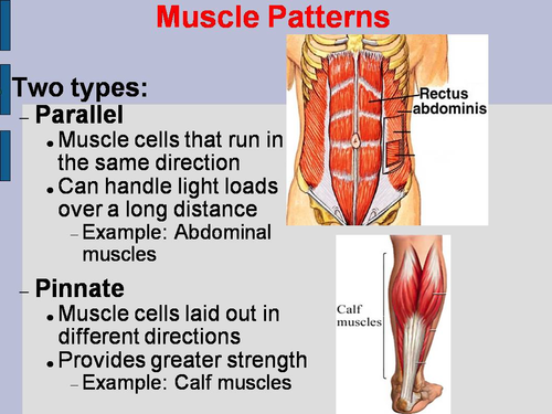 Muscle Shapes and Structure PowerPoint and Worksheet