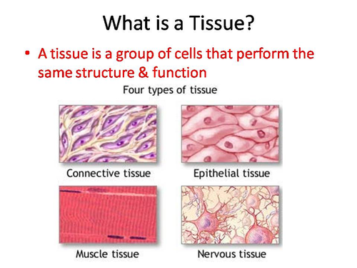 Body Tissues PowerPoint and Worksheet | Teaching Resources