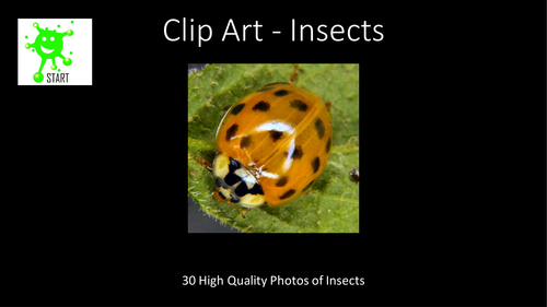 Clip Art - Insects