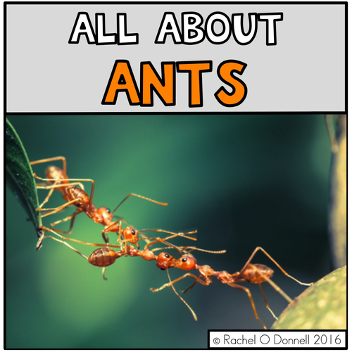 All About Ants Life Cycle and More | Teaching Resources