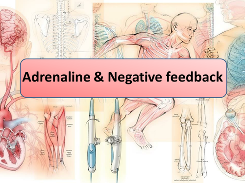 New AQA GCSE Biology Negative Feedback & the Production of Adrenaline Lesson