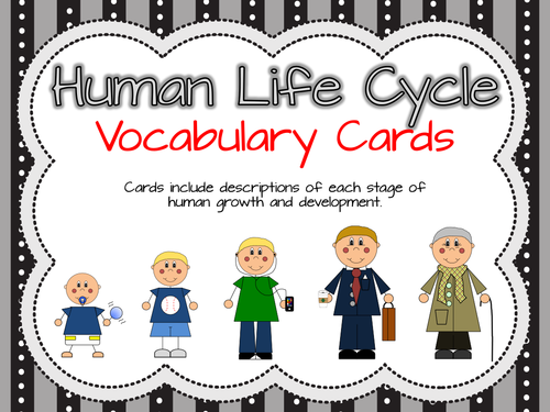 Human Life Cycle Vocabulary Cards