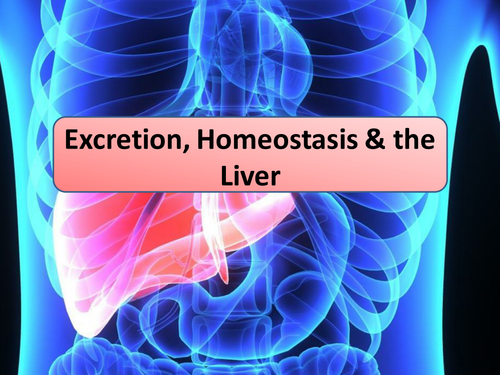 New OCR A Level Biology the Liver, Homeostasis & Excretion Lesson