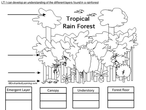 4 way differentiated Layers of the Rainforest worksheets