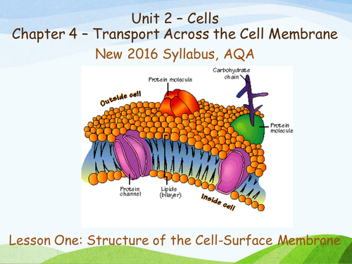 New AQA (2016) Year 1 Biology (AS) - Structure of the Cell Surface Membrane - Flipped Learning