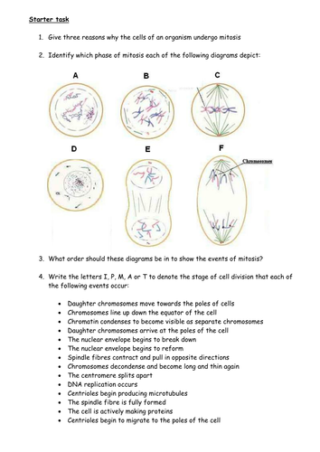 Mitosis - a recap of the different stages and processes that happen