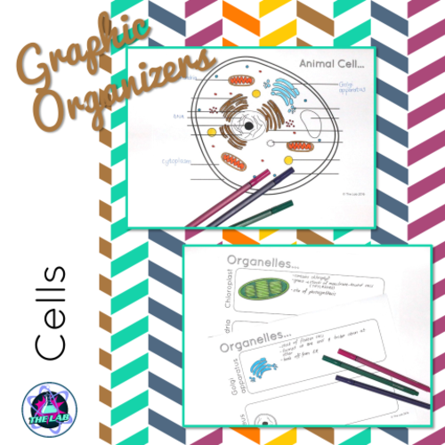 Cells Graphic Organiser