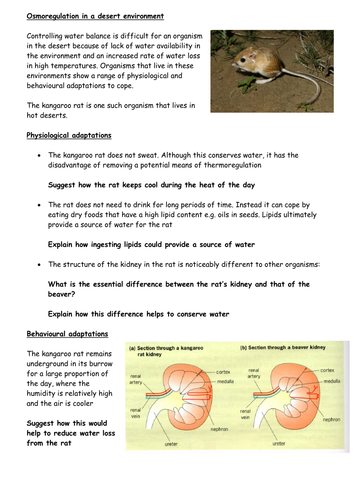 Osmoregulation in a desert environment