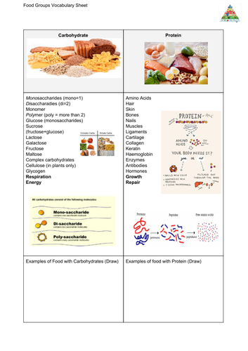 Food Groups Vocabulary List: Food and Nutrition