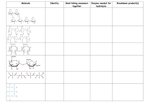 Digestion of biological molecules - enzymes and breakdown products