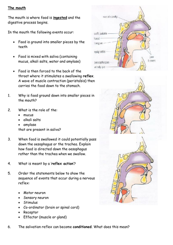 Digestion in the mouth and stomach