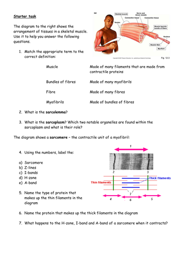 Muscles starter exercise