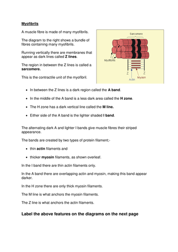 Myofibrils labelling exercise