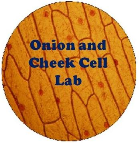 Onion and Cheek Cell Lab Experiment - Organelles