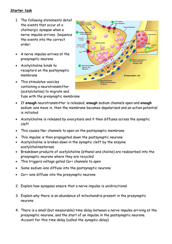 The Synapse - a review of how it functions
