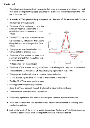 The Action Potential And Synapse Sequencing The Key Events Teaching 