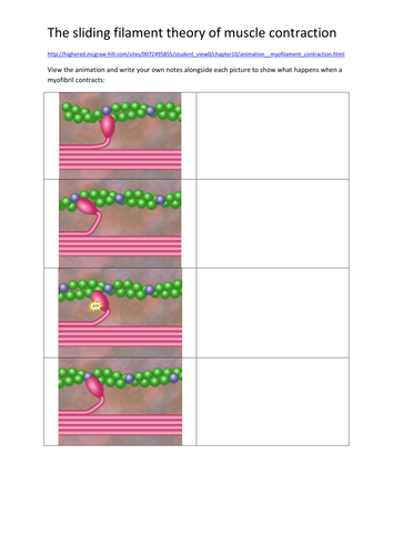 The Sliding Filament Theory of Muscle Contraction