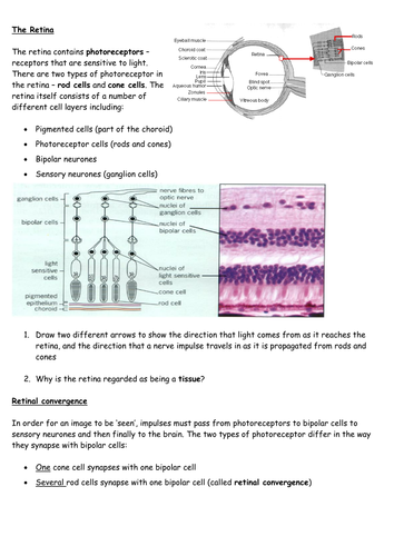 The Retina - Structure and Layout of Cells & Bleaching