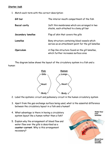 Gas Exchange in Fish Starter Activity