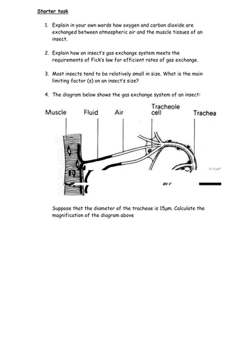 Gas exchange in an insect - starter exercise