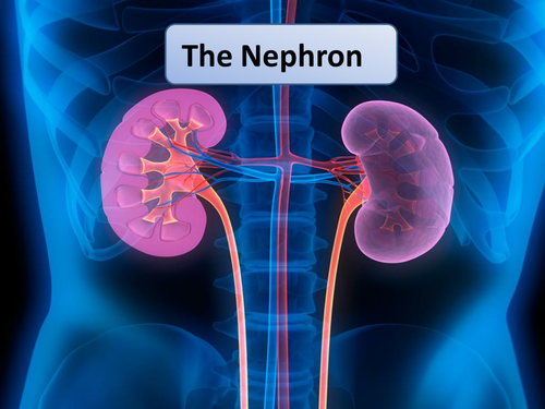 New OCR A2 Biology The Function of the Nephron Lesson