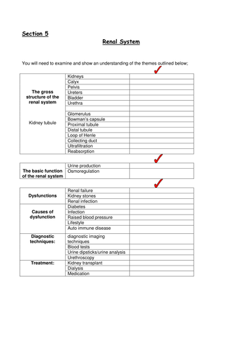 workbook anatomy and physiology renal system