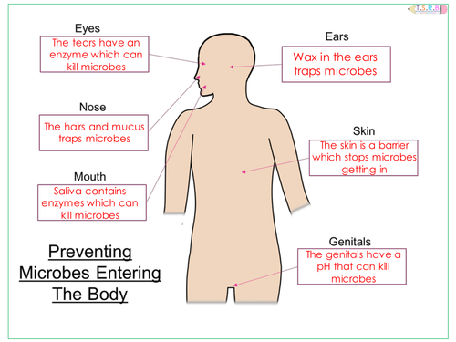 Disease/Immune System Resource Pack (B1)