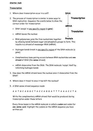 Transcription & Translation