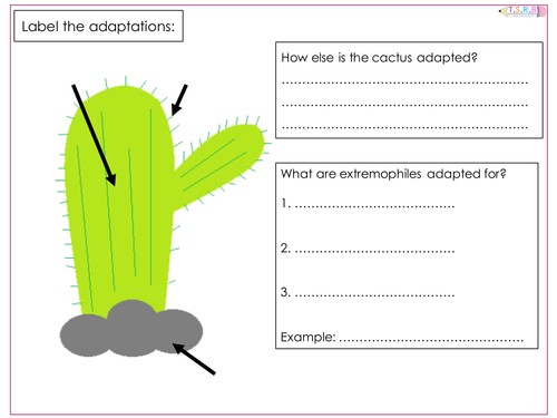 Adaptation Worksheets