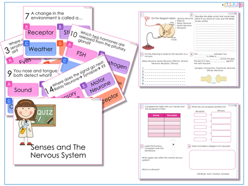 B1 Nervous System Resource Pack