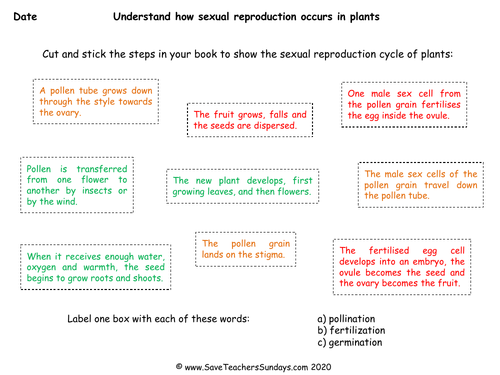 Sexual Reproduction in Plants KS2 Lesson Plan and Worksheets