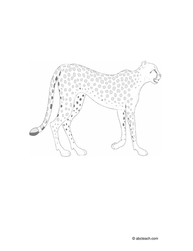 Coloring Page: Cheetah