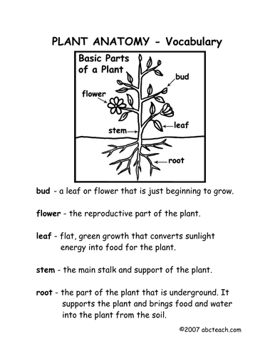 Worksheets: Plant Anatomy (elem/upper elem)