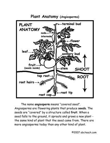 Worksheets: Plant Anatomy (upper elem/ middle)