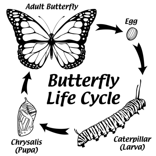 free clip art butterfly life cycle - photo #18