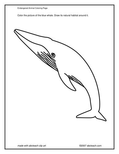 Coloring Page: Blue Whale