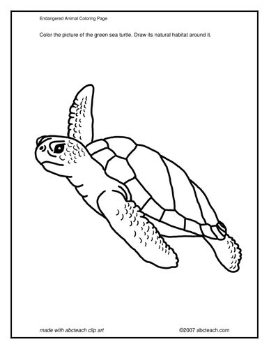 Coloring Page: Green Sea Turtle