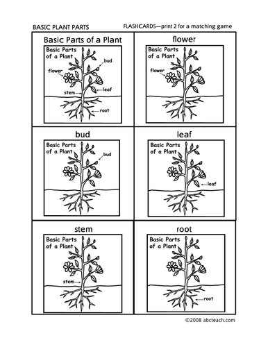 Flashcards: Parts of a Plant (preschool/primary)