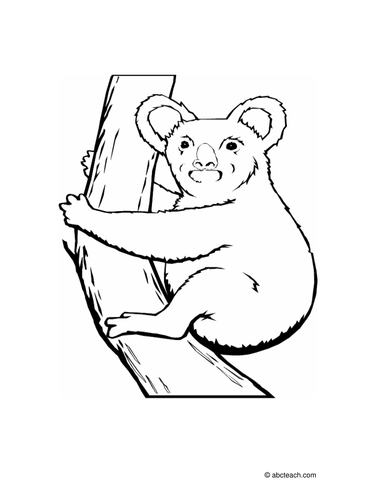 Coloring Page: Koala