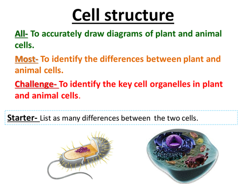 Cell structure KS4 AQA spec