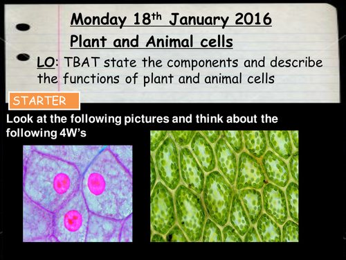 Plants and Animal cells