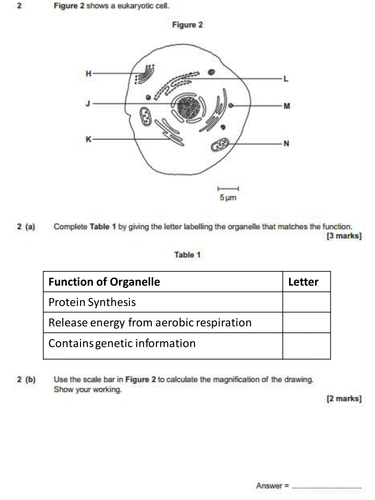 understanding-bacteria-worksheet-answers