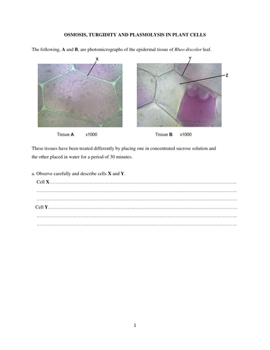Osmosis, Turgidity and Plasmolysis in Plant Cells