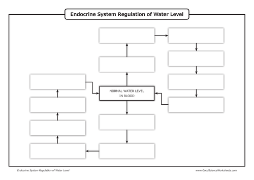 Homeostasis - Endocrine System Regulation of Water Level