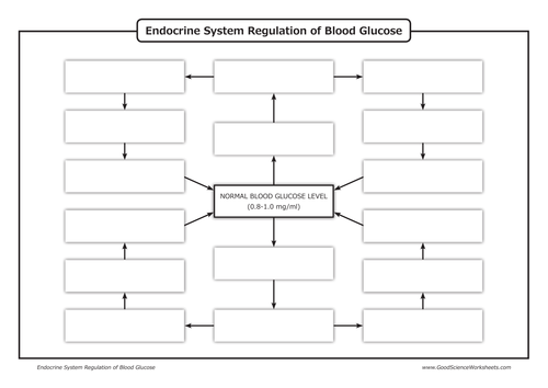 Homeostasis - Endocrine System Regulation of Glucose Levels