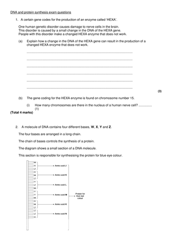 DNA and protein synthesis AQA B2